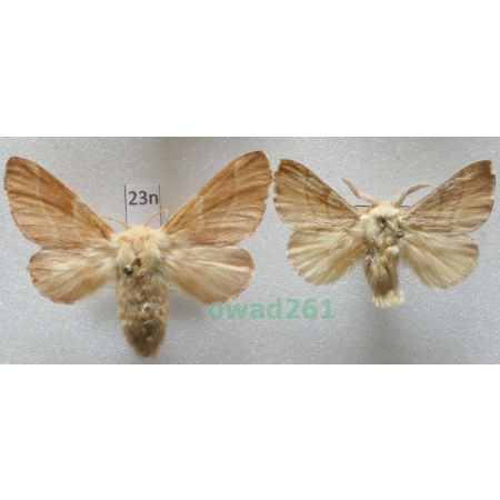 Malacosoma neustria (Linnaeus, 1758) pair Barczatka pierścieniówka, Prządka pierścienica Czech23n